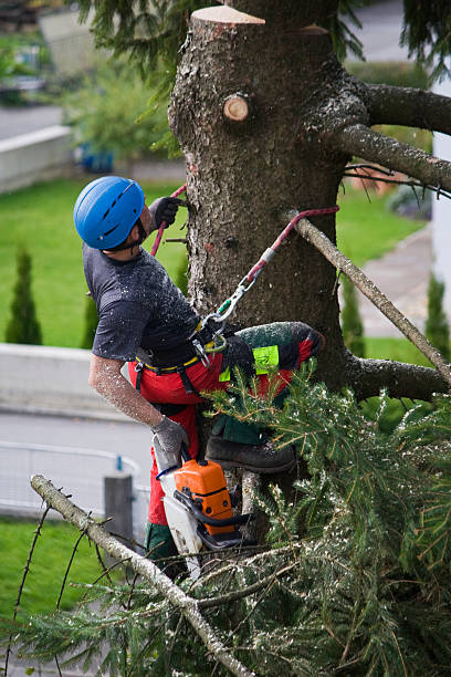 Best Commercial Tree Removal  in USA