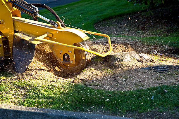 Best Residential Tree Removal  in USA